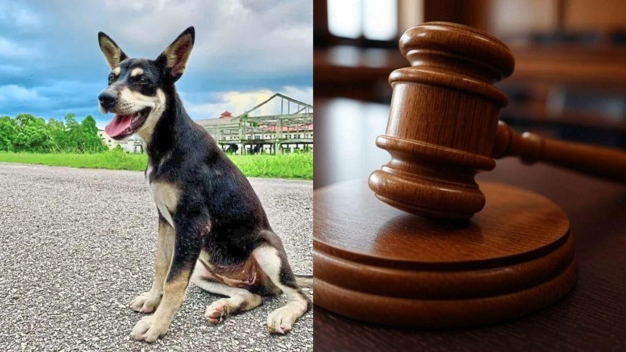 Killing Of Stray Dog ‘Kopi’ Heads To High Court As Activists Win Major Legal Challenge
