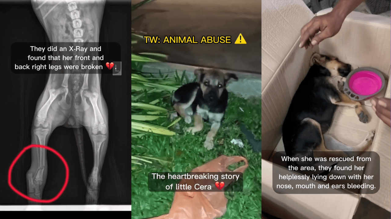 #JusticeForCera: Animal Abuser Who Broke Puppy’s Legs To Face Criminal Charges